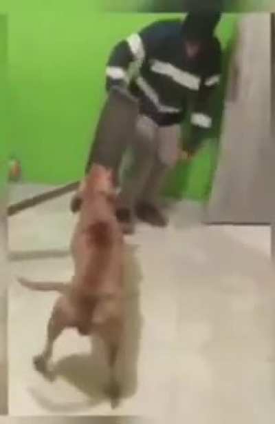 Dog with machete.