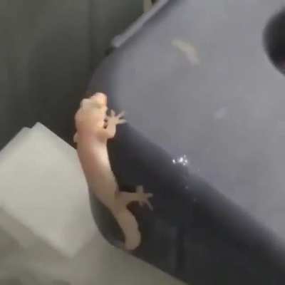 He shakin’