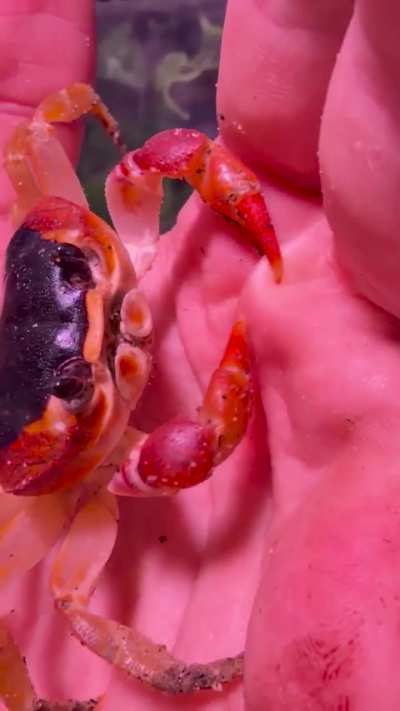 This crab seriously trying to eat her owner