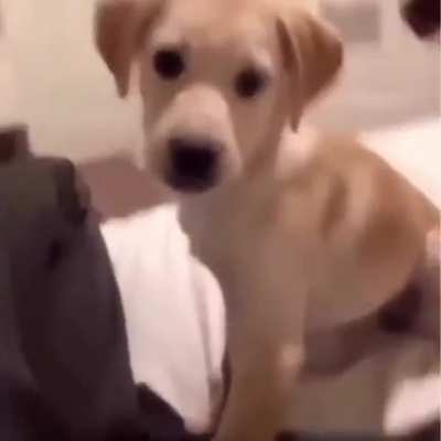 To mess with the puppy