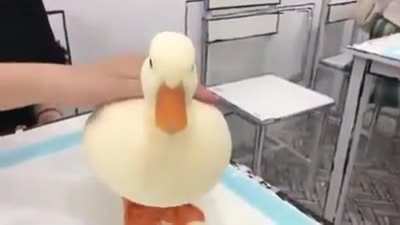 Round Duck