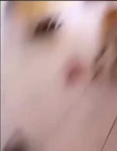 Birb