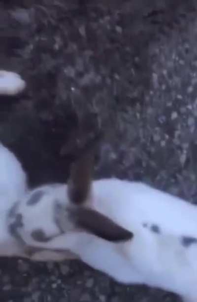 Poor Bugs Bunny incredible reaction after his wife death