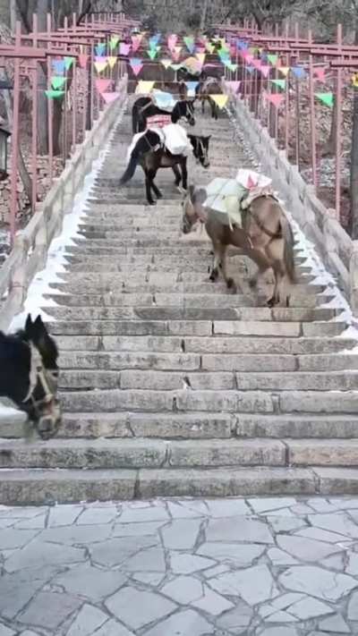 How donkeys go up the stairs...