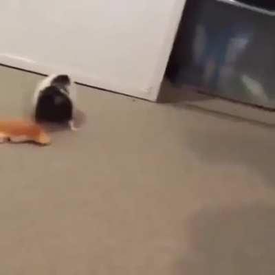 The cutest rat