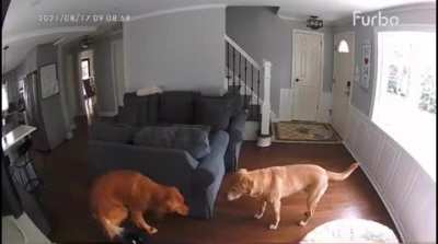 How the family figured out what happened to Roomba