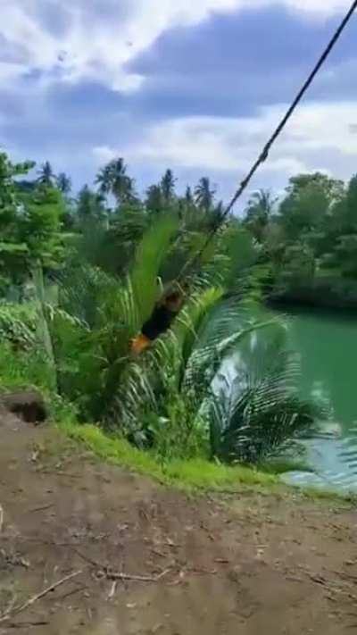 Crocodile . mp4