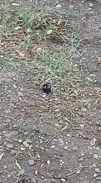 GATO NOOO!!