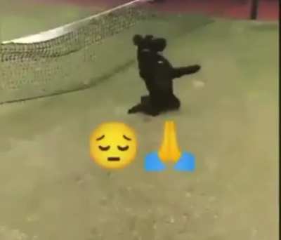 Perro truco 😔🙏