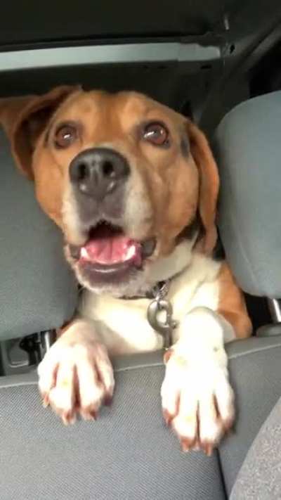 Screaming beagle