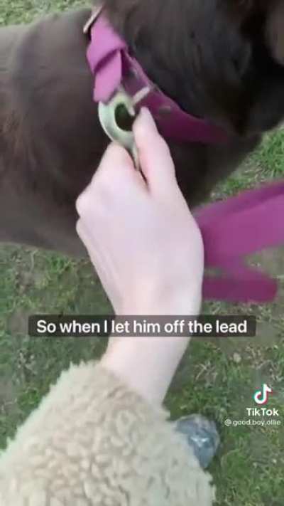 Thanks, I love how this dog takes their human for a walk!