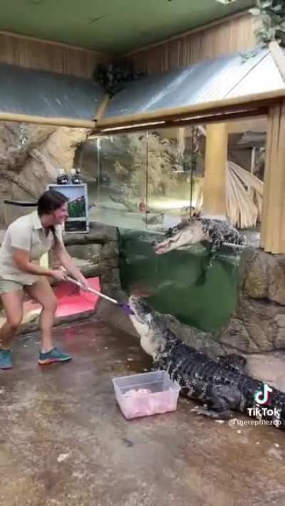 Alligator feeding takes an unexpected turn