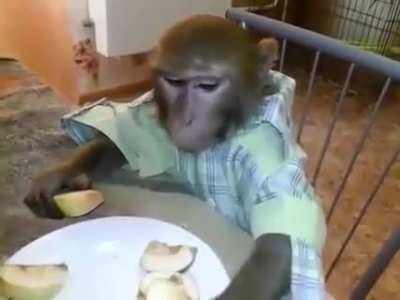 Russian man feeds his pet monkey
