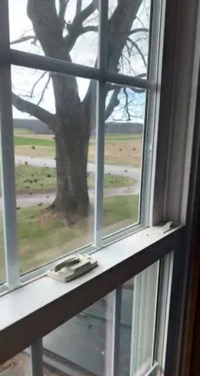 Look at all those birds
