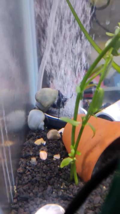 Party in Doodles tank