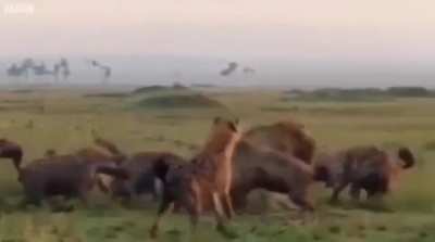 Lion King, edicion Argenta