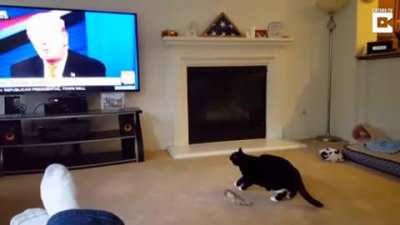 Cat Scared Of Donald Trump