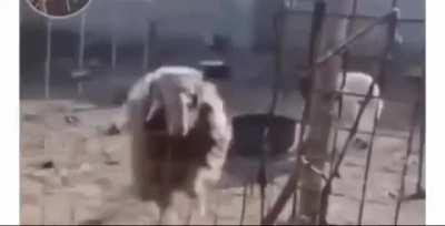 Sheep did not like that