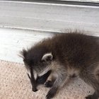 Intense itchies