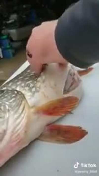 Cutting up a caught giant fish