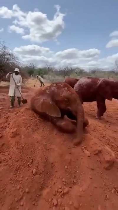Baby elephant having fun