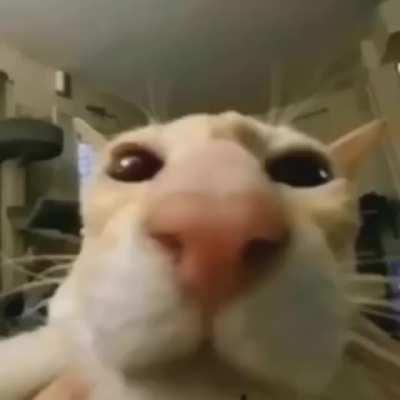 whats this songs name? (Discord never seems to dissapoint me with cat memes)