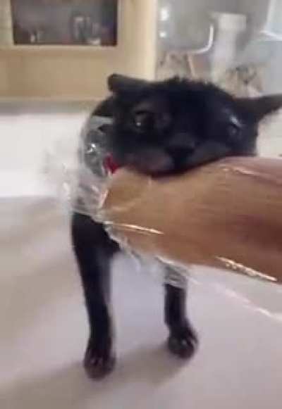 Cute critter earning his bread.