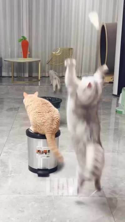 Cats got some techniques 