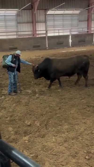 2,000 lbs of pure muscle immediately turning into an overgrown puppy the second he recognizes his dad