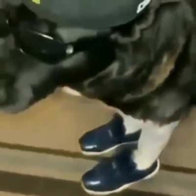 Yo what’s the name of this song rq (feel free to admire the dog this fit hard)