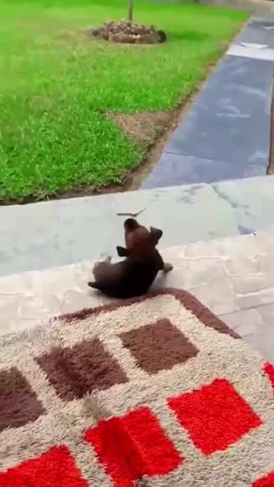 Tropical Dangerous Butterfly trying to suck the little puppy’s eyeball but it’s so cute.