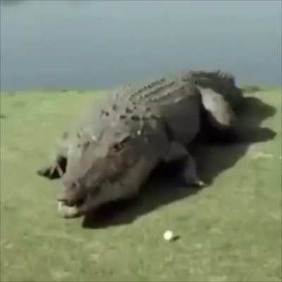 Crocotruco