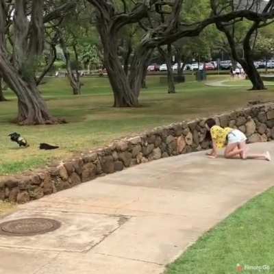 to catch the chickens