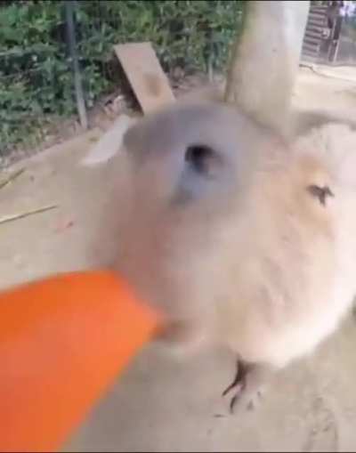 🥕