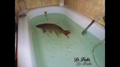 le fishe
