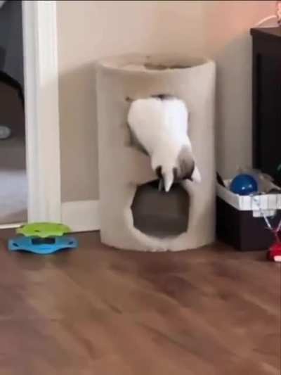 Funny cat