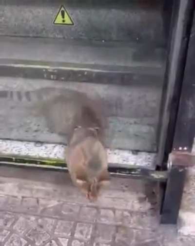 Уровень текучести - кот.