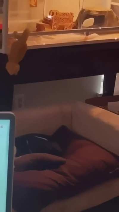 Lizard jumpscare