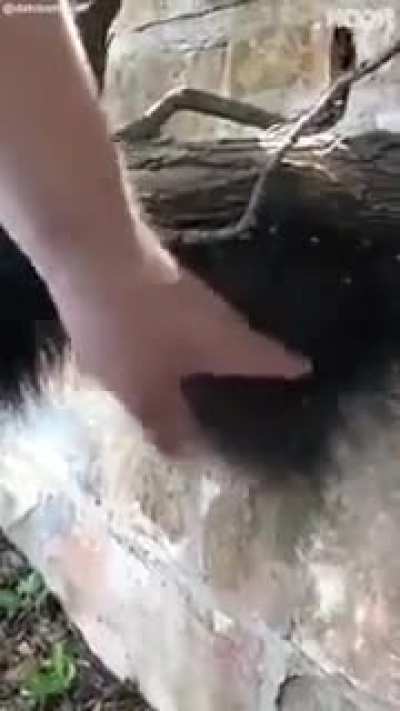 cursed_cotton_candy