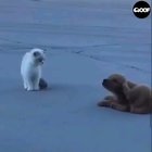 The cutest stalker