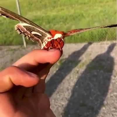 The cecropia moth (Hyalophora cecropia), is North America's largest native moth, with a wingspan up to 18 cm (7 inches). Credit: mackattack_zoology/IG