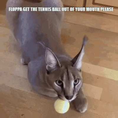 please floppa