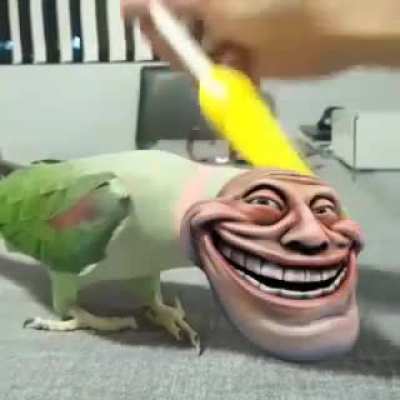 Wordington bird