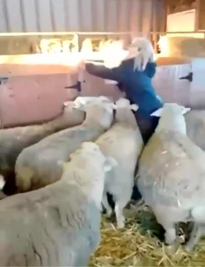 Silenced by the Lambs