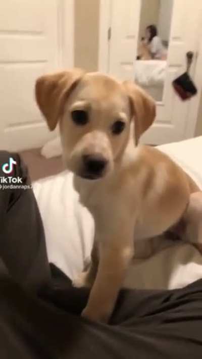 Doggo
