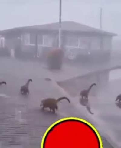 I love dinosaurs 🦖🦕