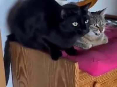 B&B are pussy's