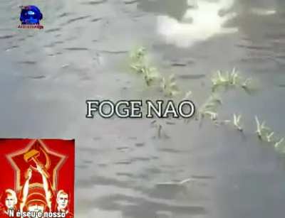 Jacaré?