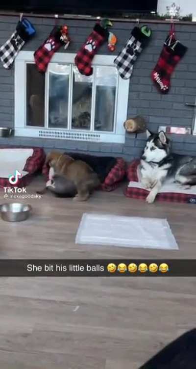 She bit his little basketballs