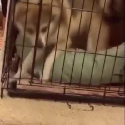 i feel the doggo’s pain